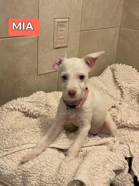 MIA 5 months 7 lbs, an adoptable mixed breed in san diego, CA image 4/5