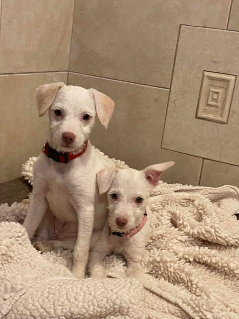 MIA 5 months 7 lbs, an adoptable mixed breed in san diego, CA image 5/5