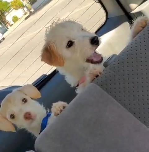 MIA 5 months 7 lbs, adoptable, Puppy Female Maltipoo & Terrier.