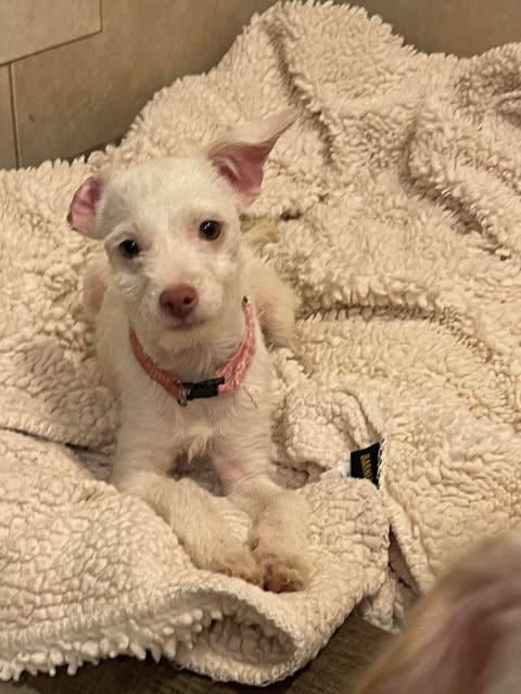 MIA 5 months 7 lbs, an adoptable mixed breed in san diego, CA image 2/5