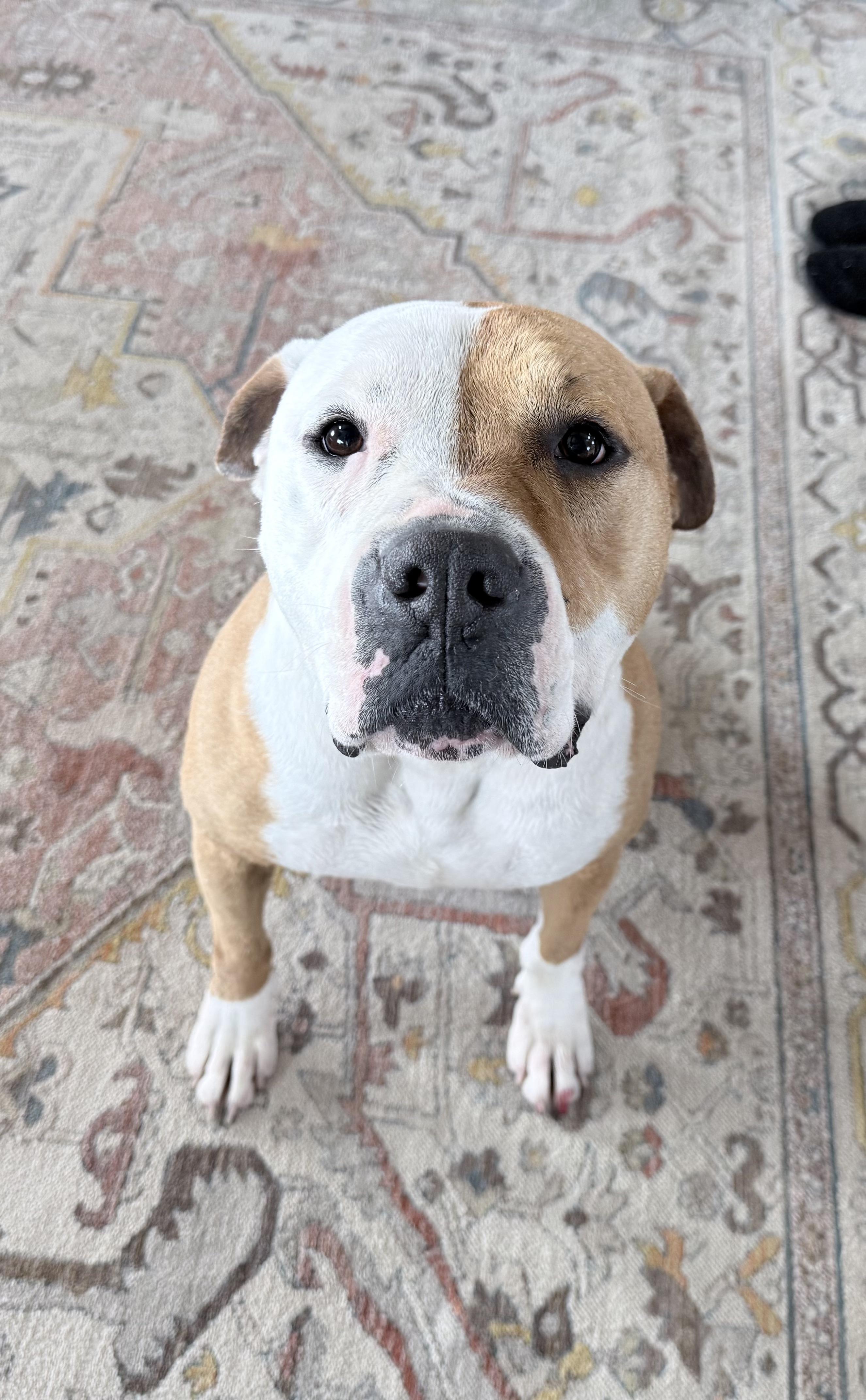 Enlarge TRIP, a other American Bulldog in Branford, CT image 1/6