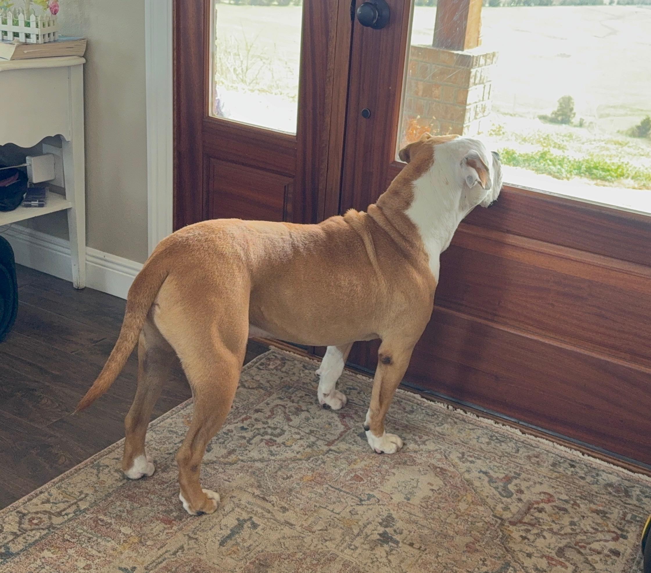 Enlarge TRIP, a other American Bulldog in Branford, CT image 6/6