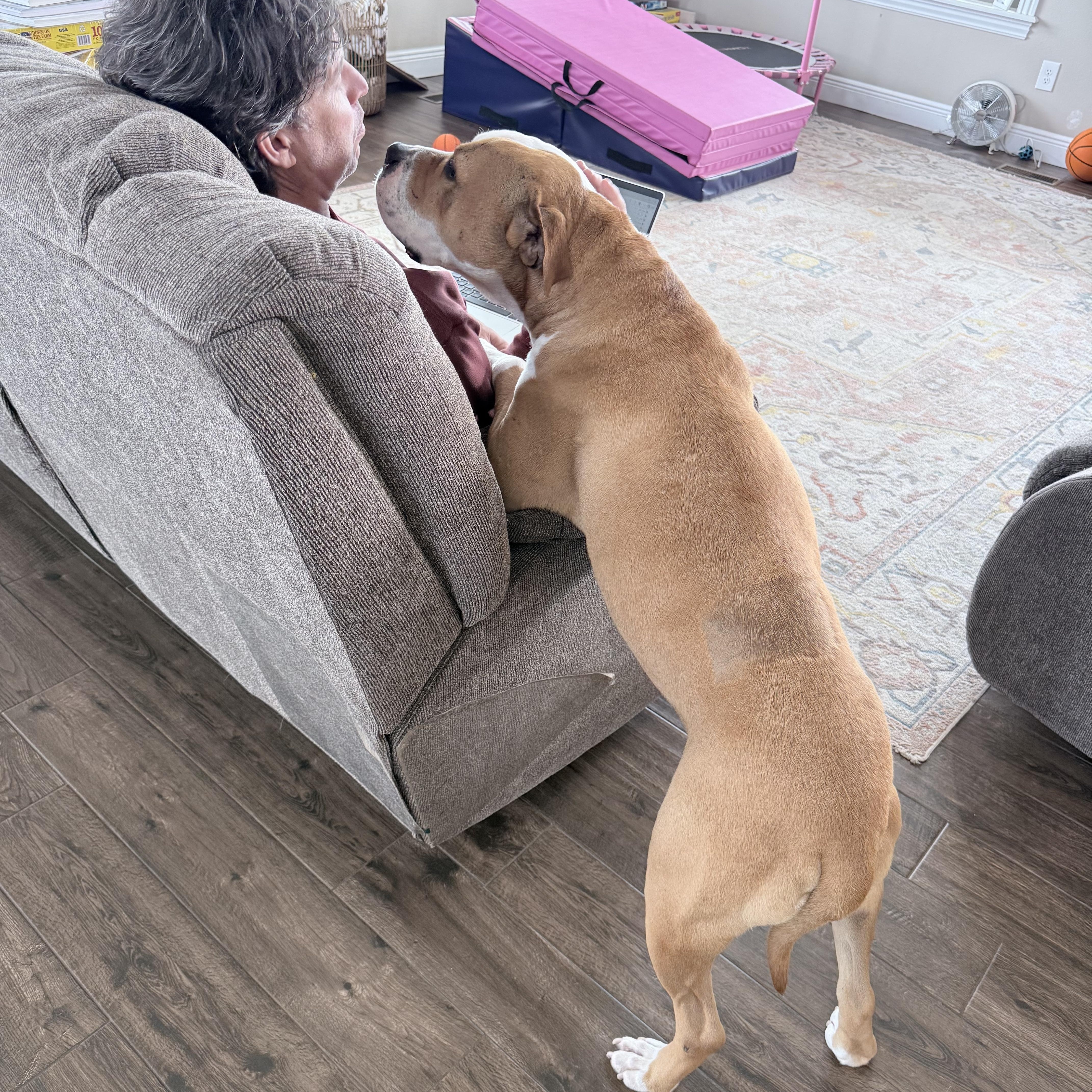 Enlarge TRIP, a other American Bulldog in Branford, CT image 4/6