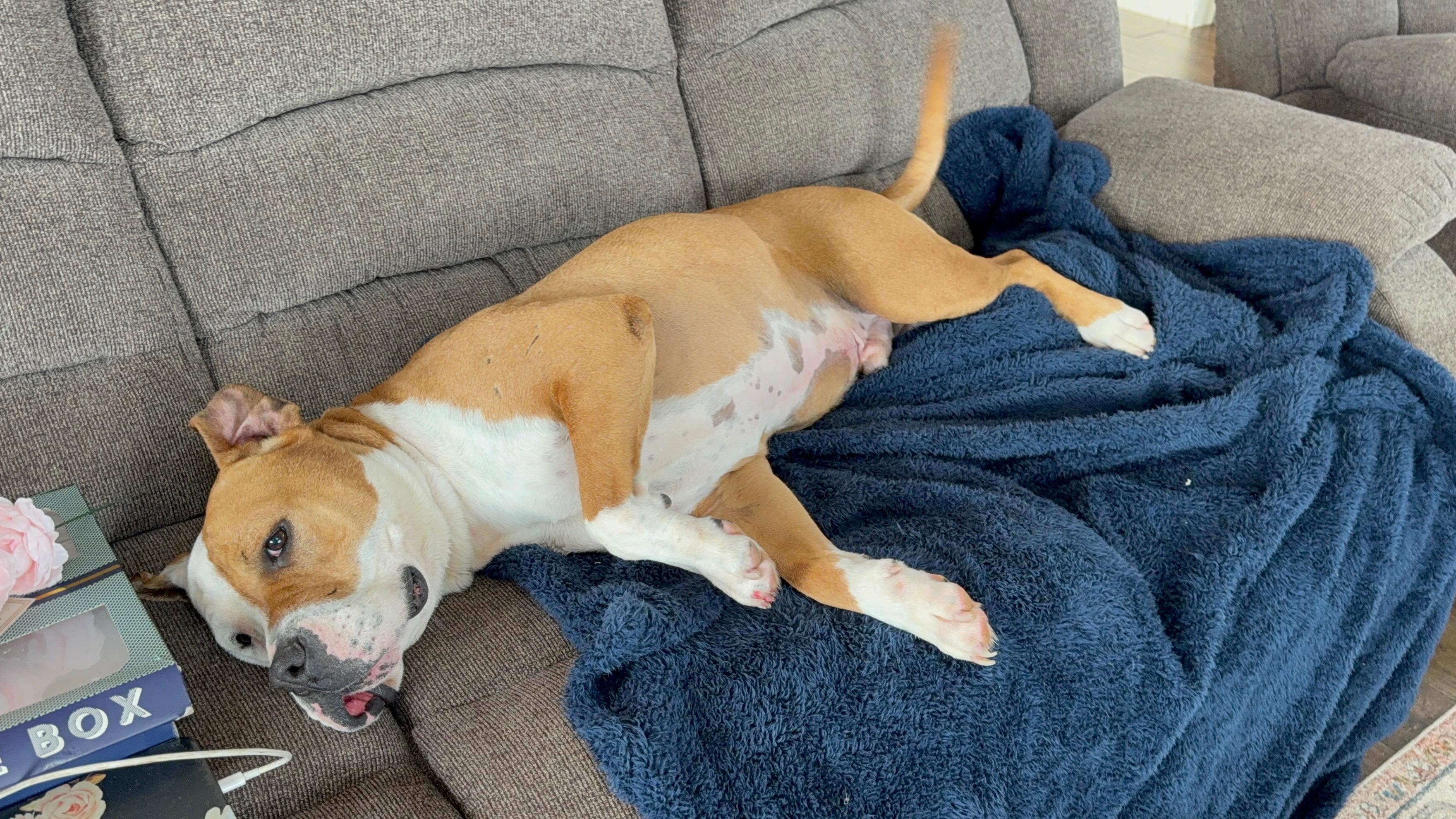 Enlarge TRIP, a other American Bulldog in Branford, CT image 3/6