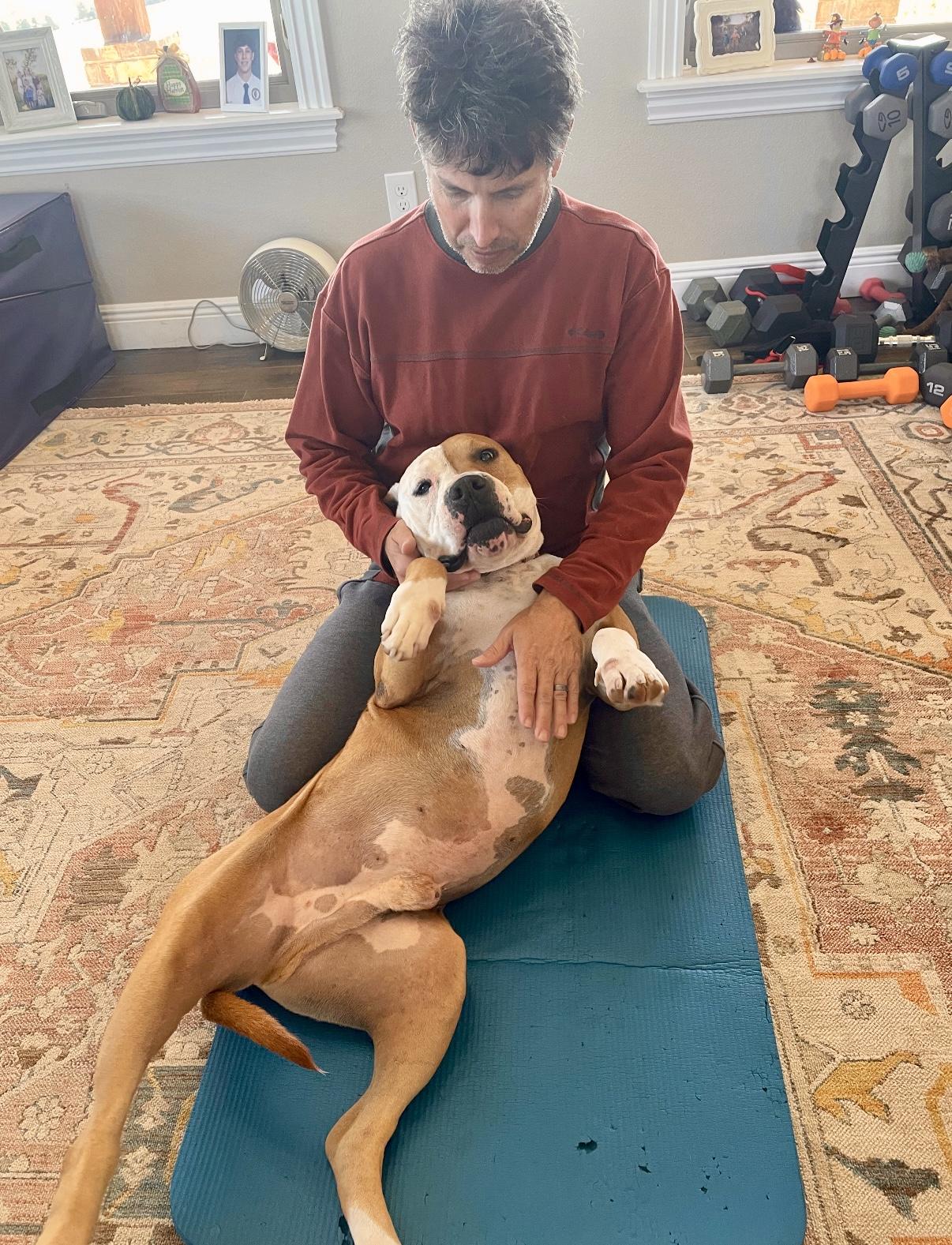 Enlarge TRIP, a other American Bulldog in Branford, CT image 2/6