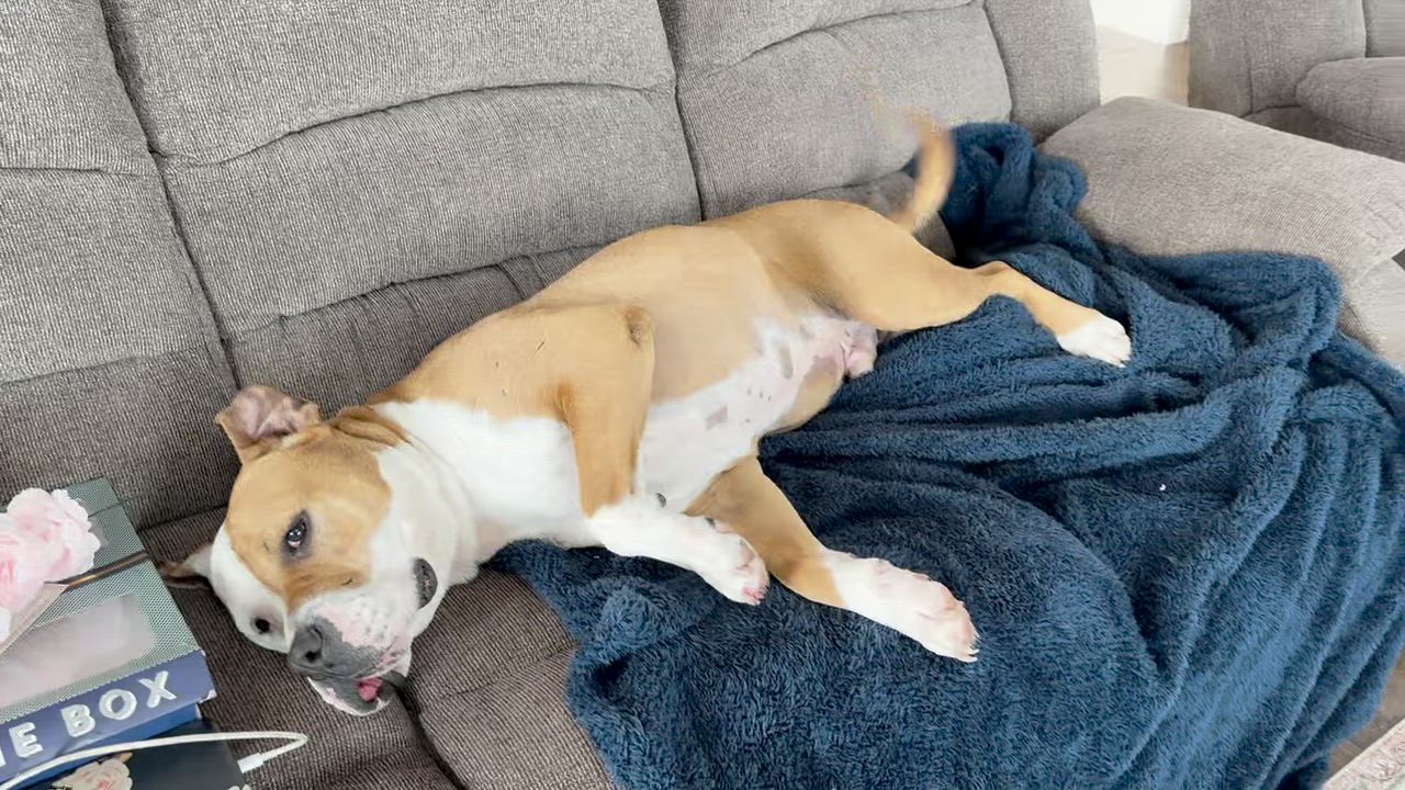 Enlarge TRIP, a other American Bulldog in Branford, CT video 5/6