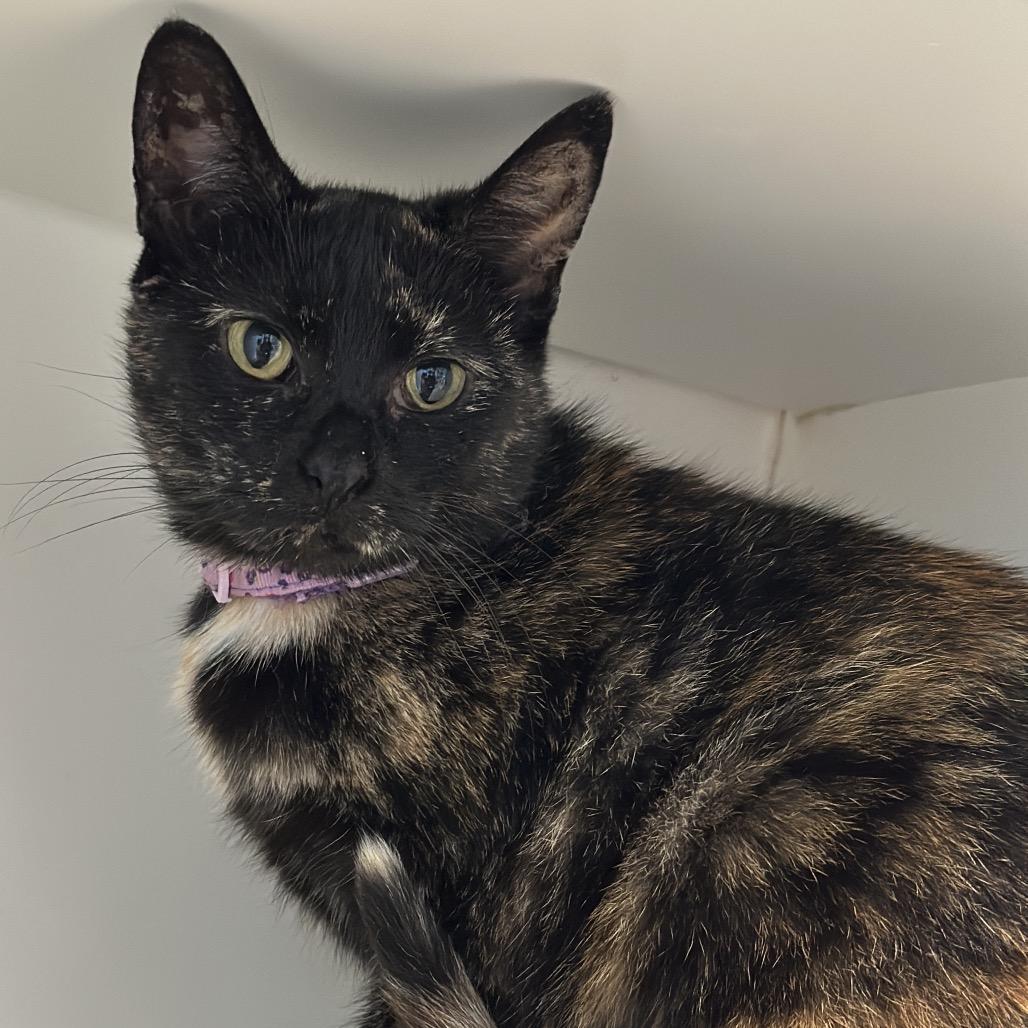 Officer Jenny, a Adoptable Domestic Short Hair in Matteson, IL image 1/6