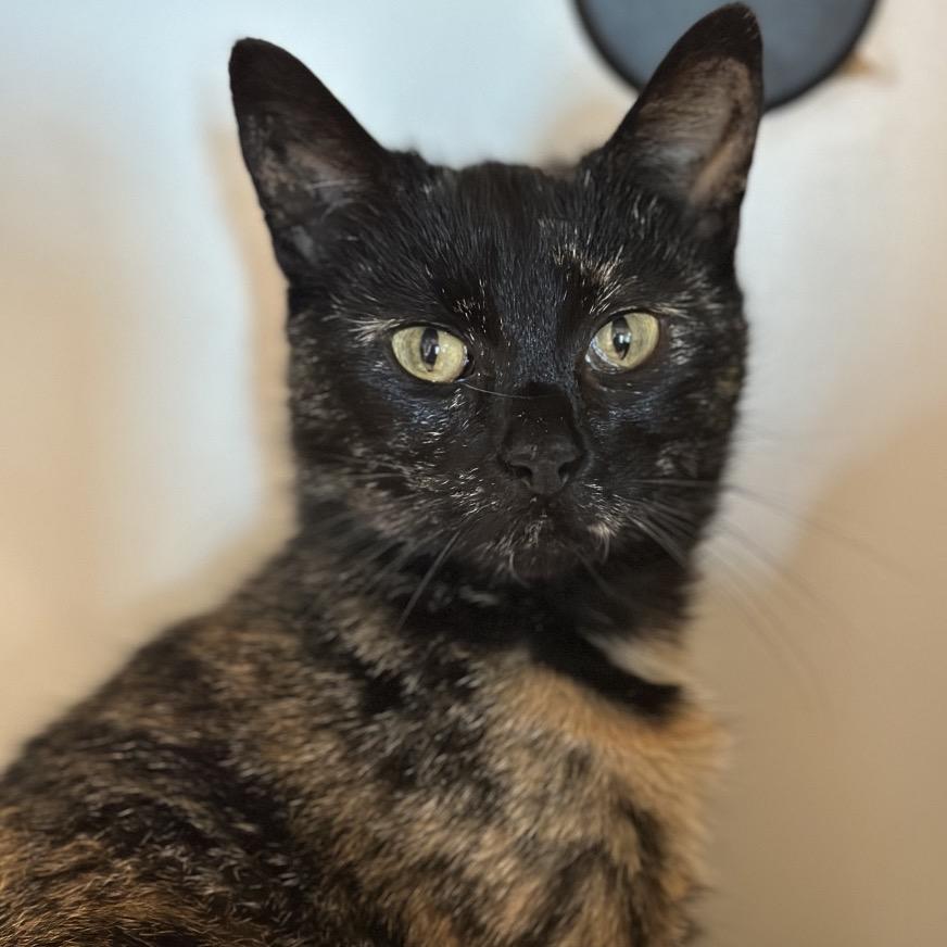 Officer Jenny, Adoptable, Adult Female Domestic Short Hair.
