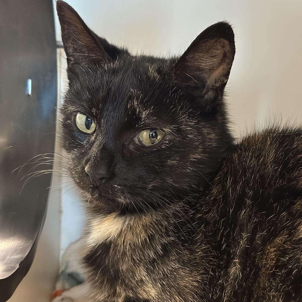 Officer Jenny, a Adoptable Domestic Short Hair in Matteson, IL image 2/3
