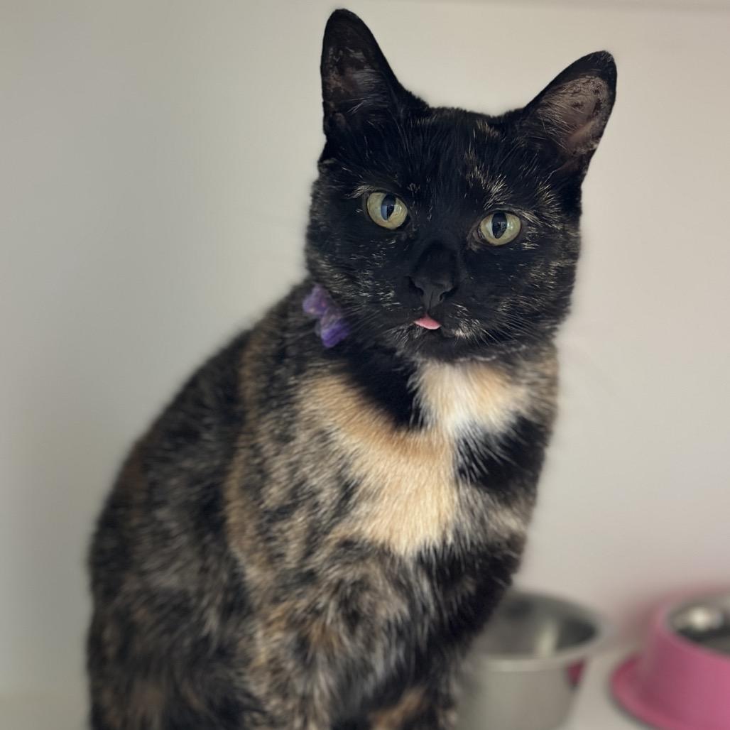 Officer Jenny, a Adoptable Domestic Short Hair in Matteson, IL image 4/6