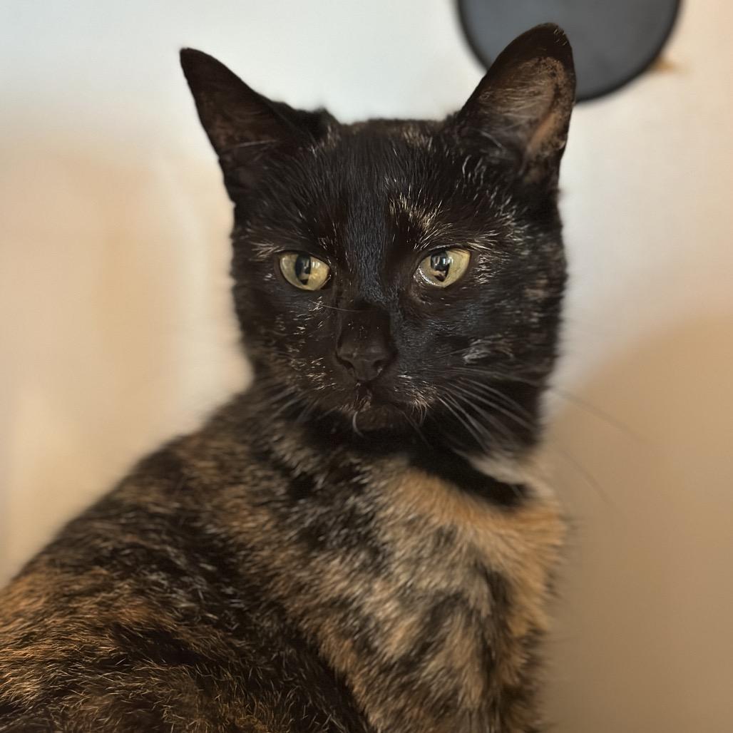 Officer Jenny, a Adoptable Domestic Short Hair in Matteson, IL image 3/3