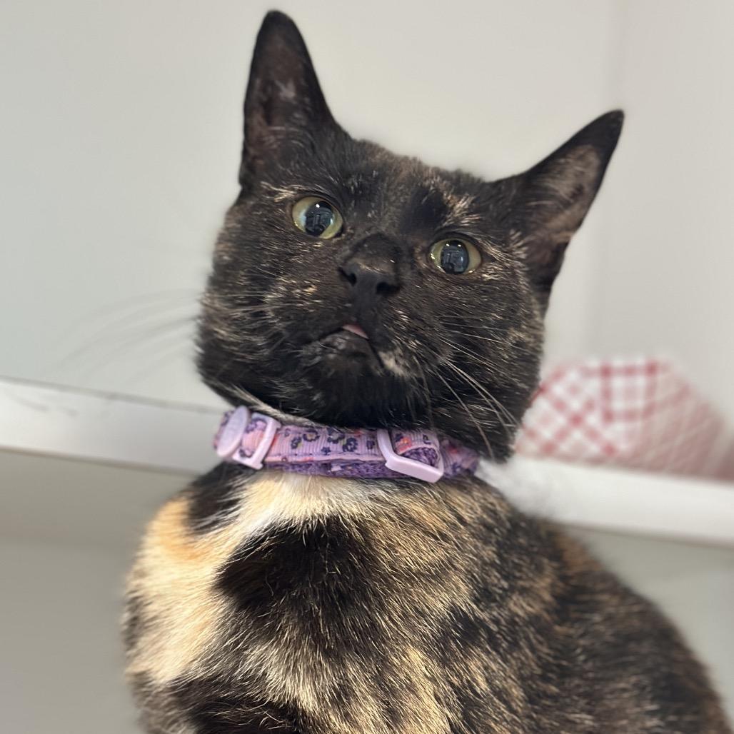 Officer Jenny, a Adoptable Domestic Short Hair in Matteson, IL image 6/6