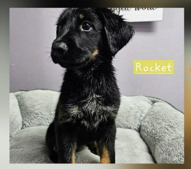 Enlarge Rocket Freedom *LOCAL*, a Adoptable mixed breed in Wakefield, RI image 1/2