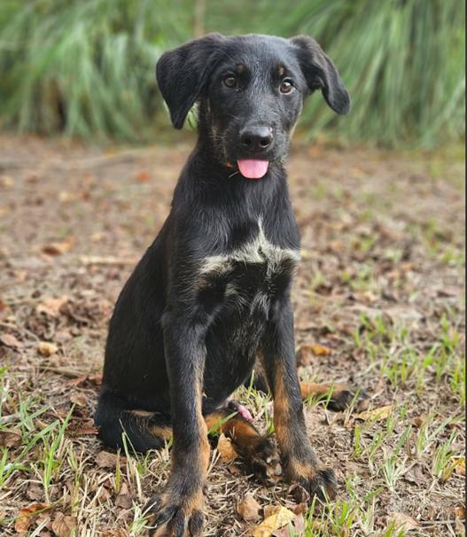 Enlarge Rocket Freedom *LOCAL*, a Adoptable mixed breed in Wakefield, RI image 2/2