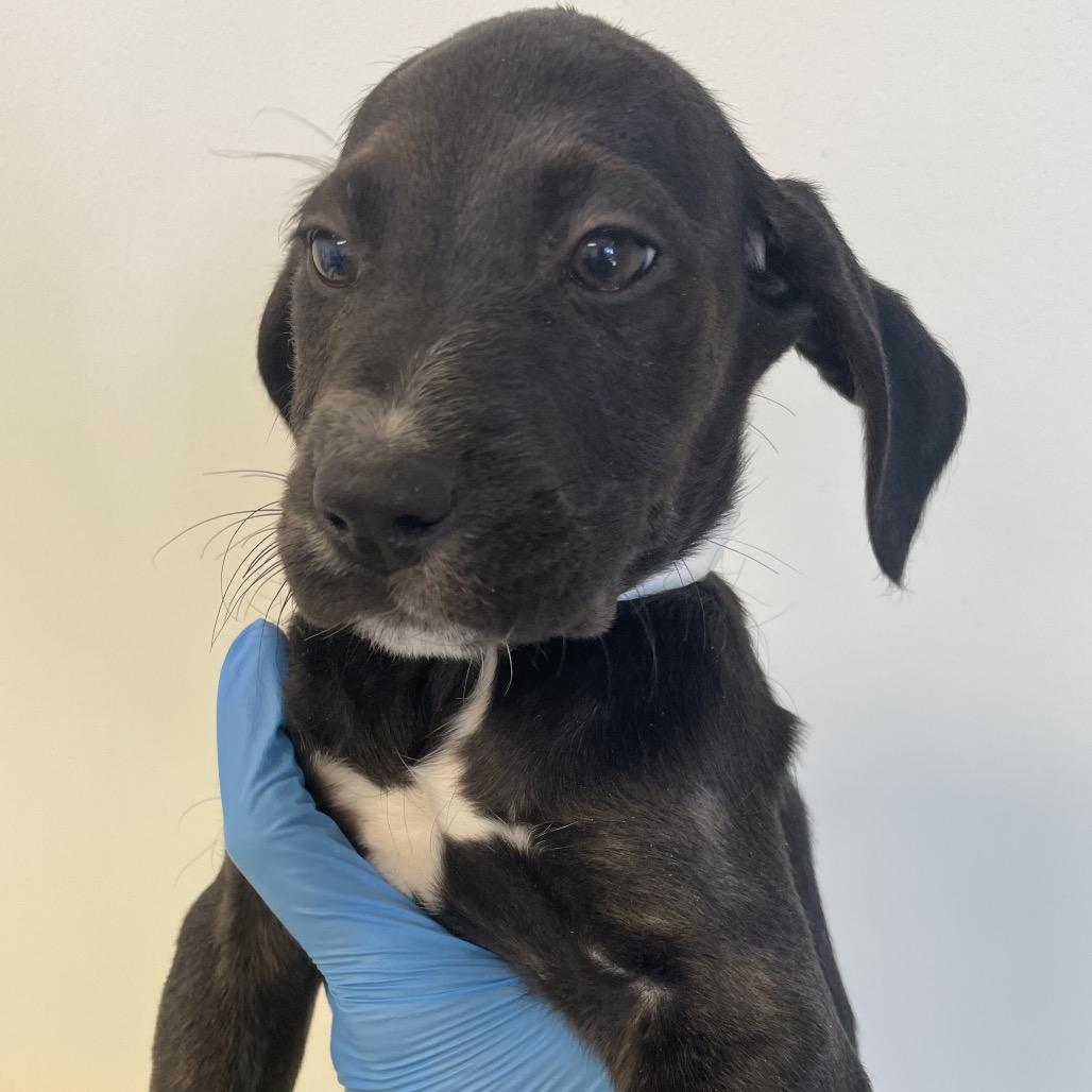 Daffy Duck, Adoptable, Puppy Male Spaniel & Terrier.