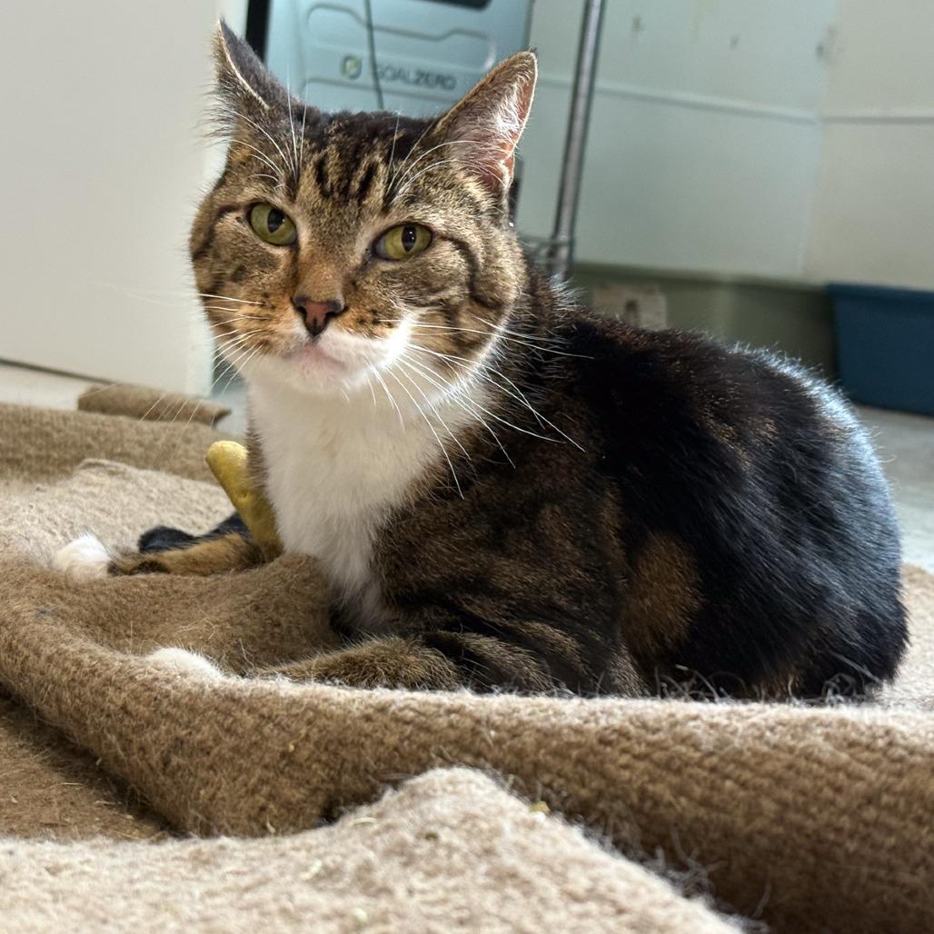 Brinkley, a Adoptable Domestic Short Hair in Portland, OR image 1/2