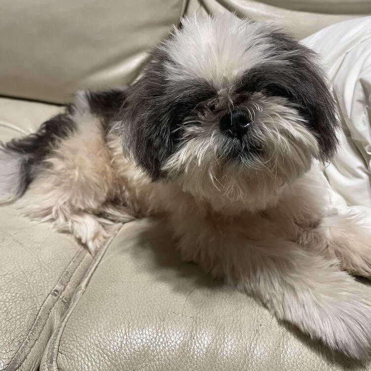 Buffy, an adopted Shih Tzu in Albany, NY image 3/6
