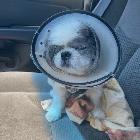 Buffy, an adopted Shih Tzu in Albany, NY image 6/6