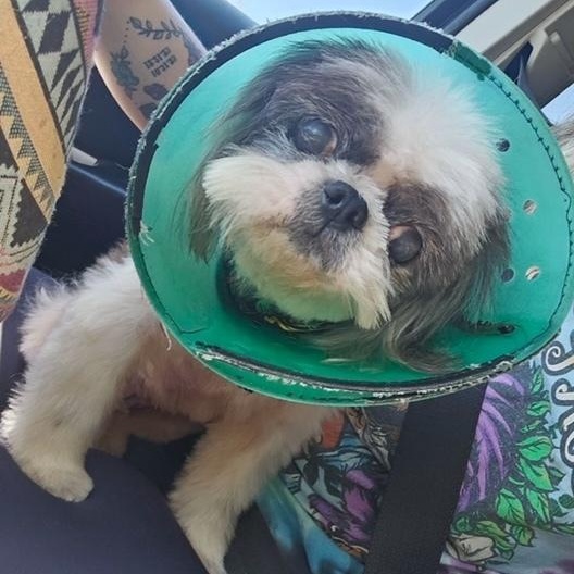Buffy, an adopted Shih Tzu in Albany, NY image 2/6