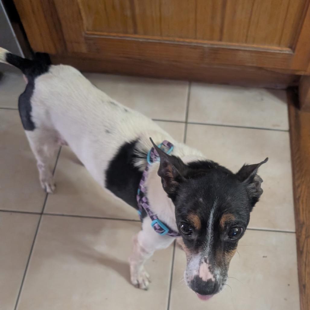 Evie/Bella, Adoptable, Senior Female Jack Russell Terrier.