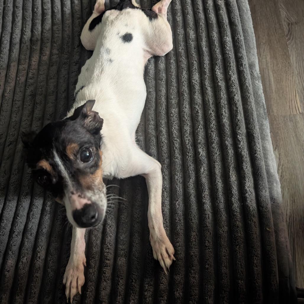 Enlarge Evie/Bella, a Adoptable Jack Russell Terrier in Pittsburg, KS image 2/3