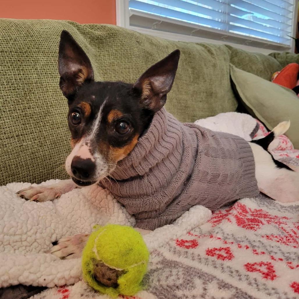 Enlarge Evie/Bella, a Adoptable Jack Russell Terrier in Pittsburg, KS image 3/3