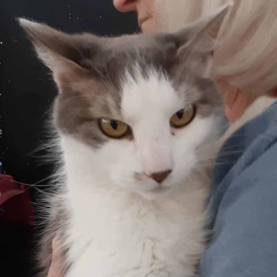 Belles - 15 yo senior