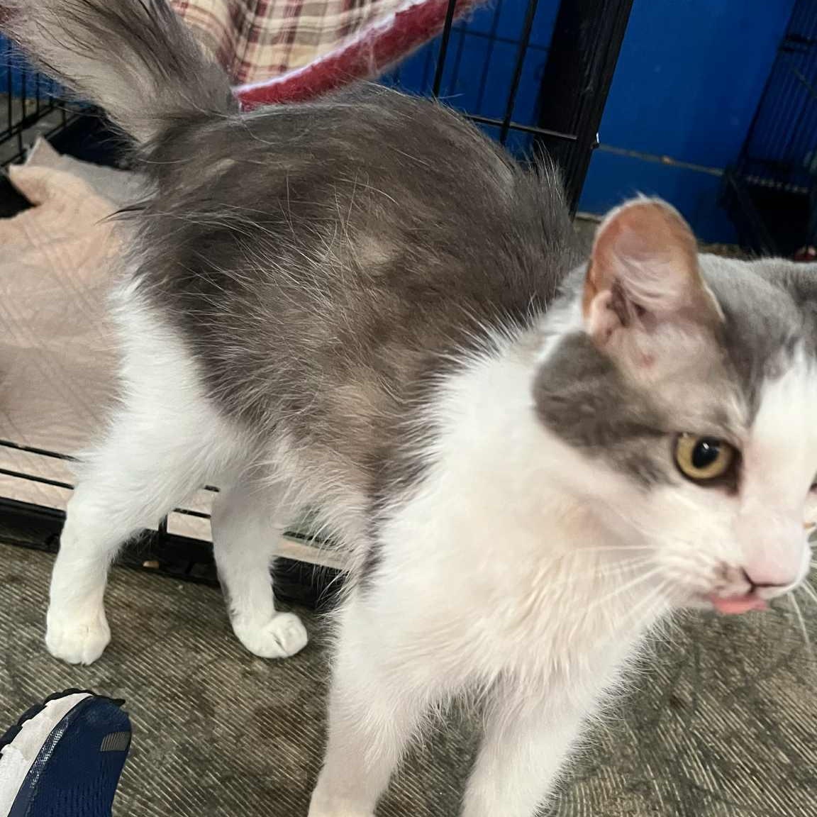 Belles - 15 yo senior