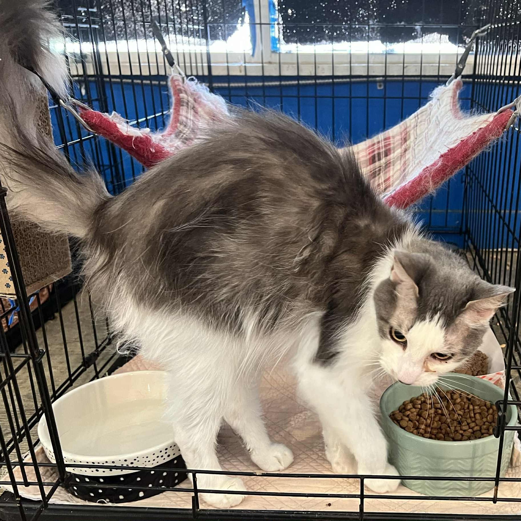 Belles - 15 yo senior