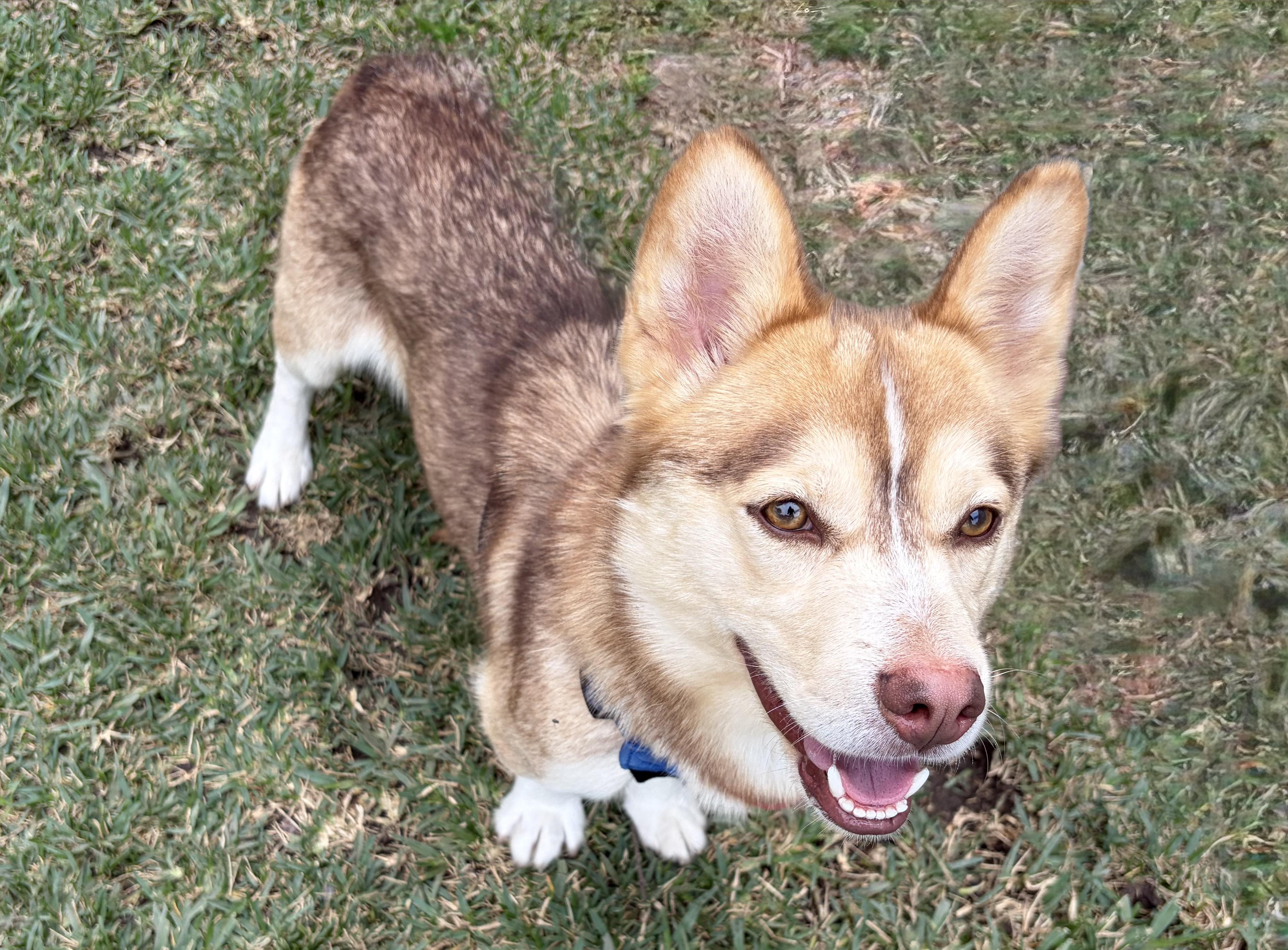 Enlarge BANDIT, a Adoptable mixed breed in San Clemente, CA image 2/3