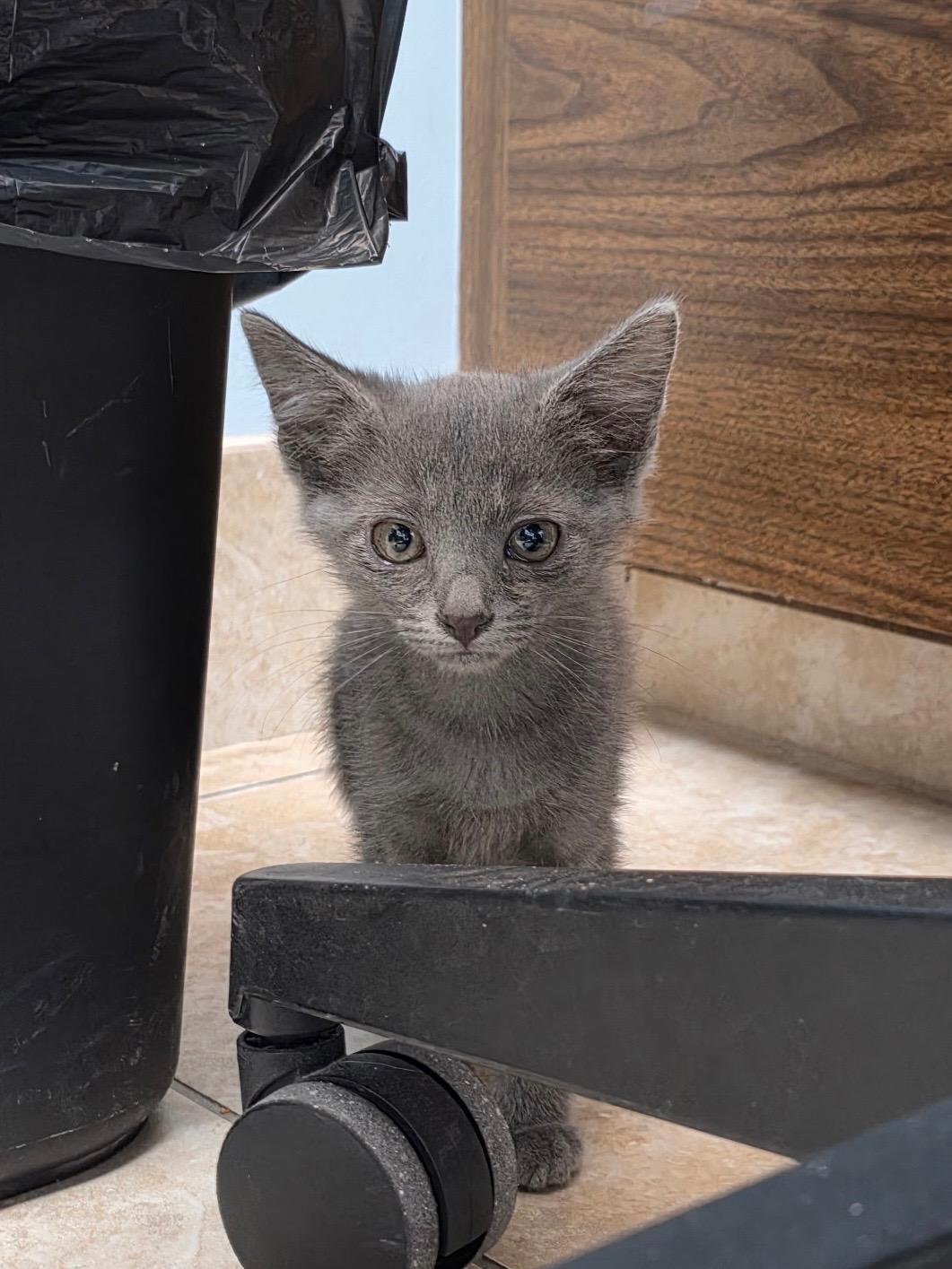 Oswald, a ADOPTABLE mixed breed in Gainesville, FL image 2/3