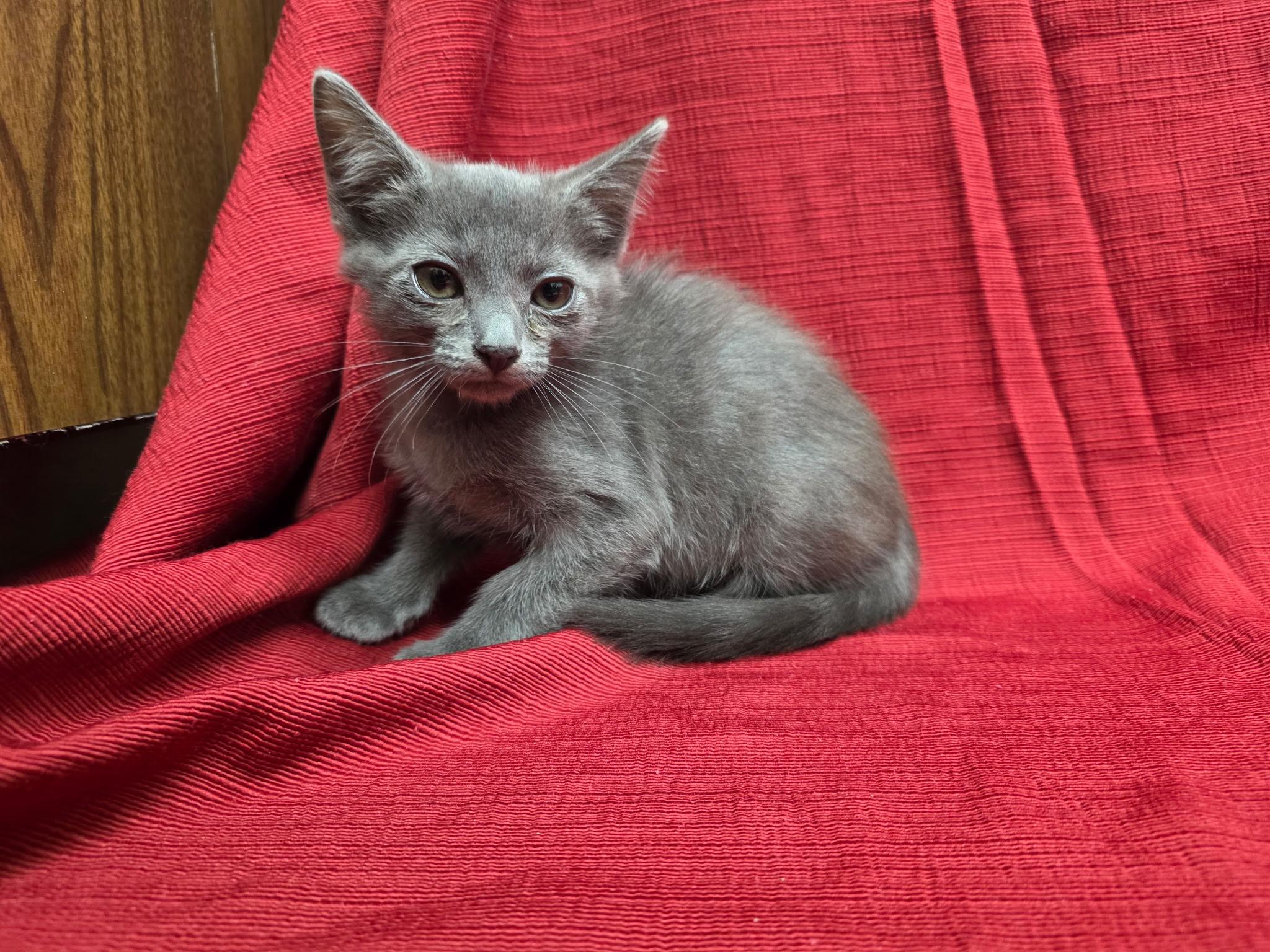 Oswald, ADOPTABLE, Kitten Male Russian Blue.
