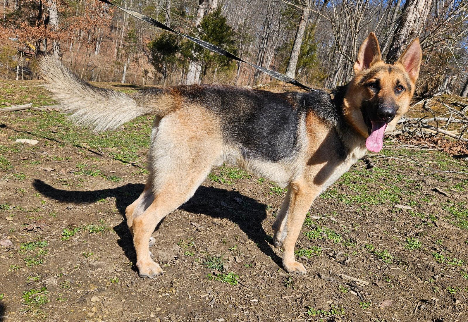 Enlarge Sammy, a Adoptable German Shepherd Dog in Louisville, KY image 1/3