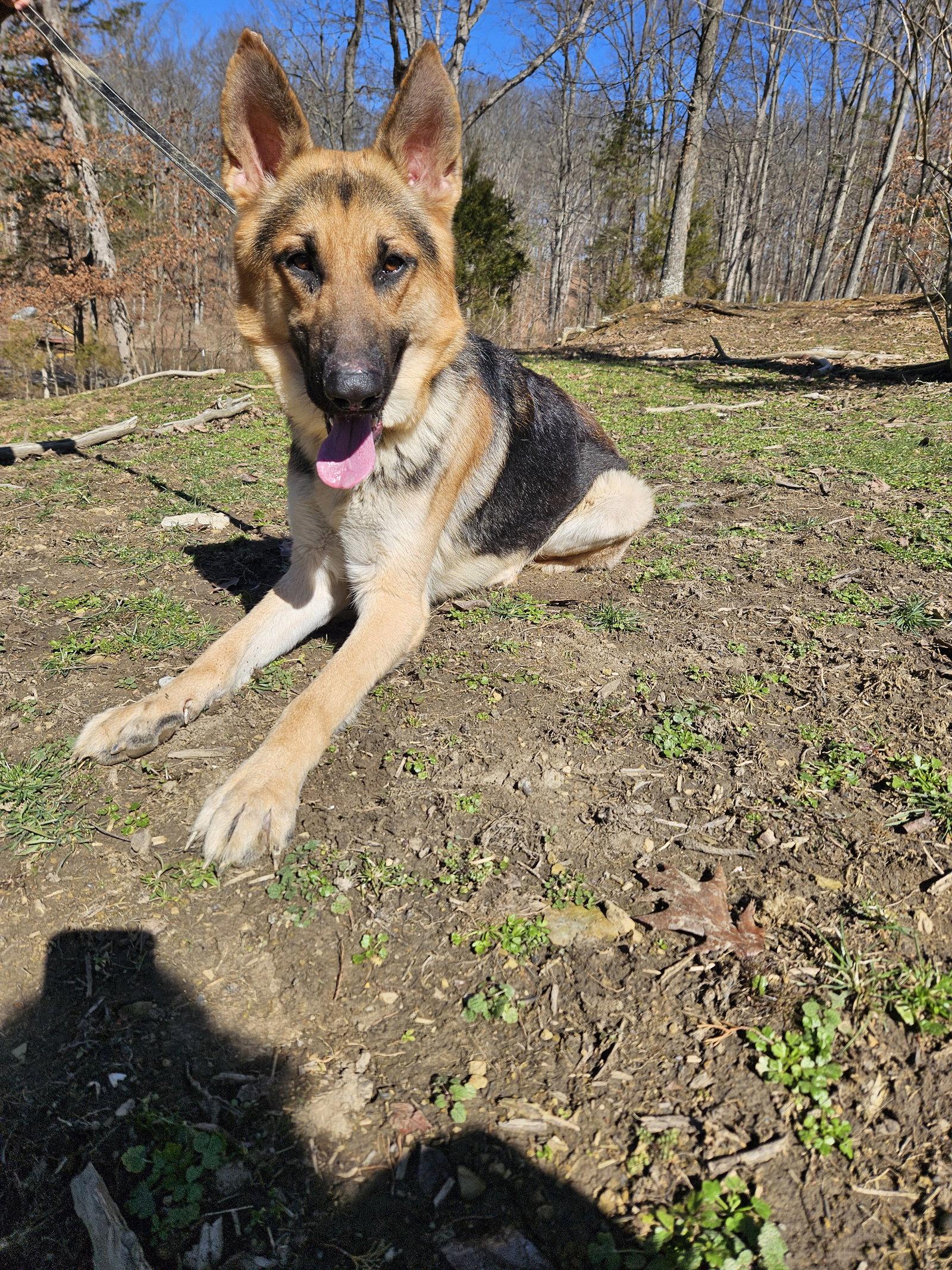 Enlarge Sammy, a Adoptable German Shepherd Dog in Louisville, KY image 2/3