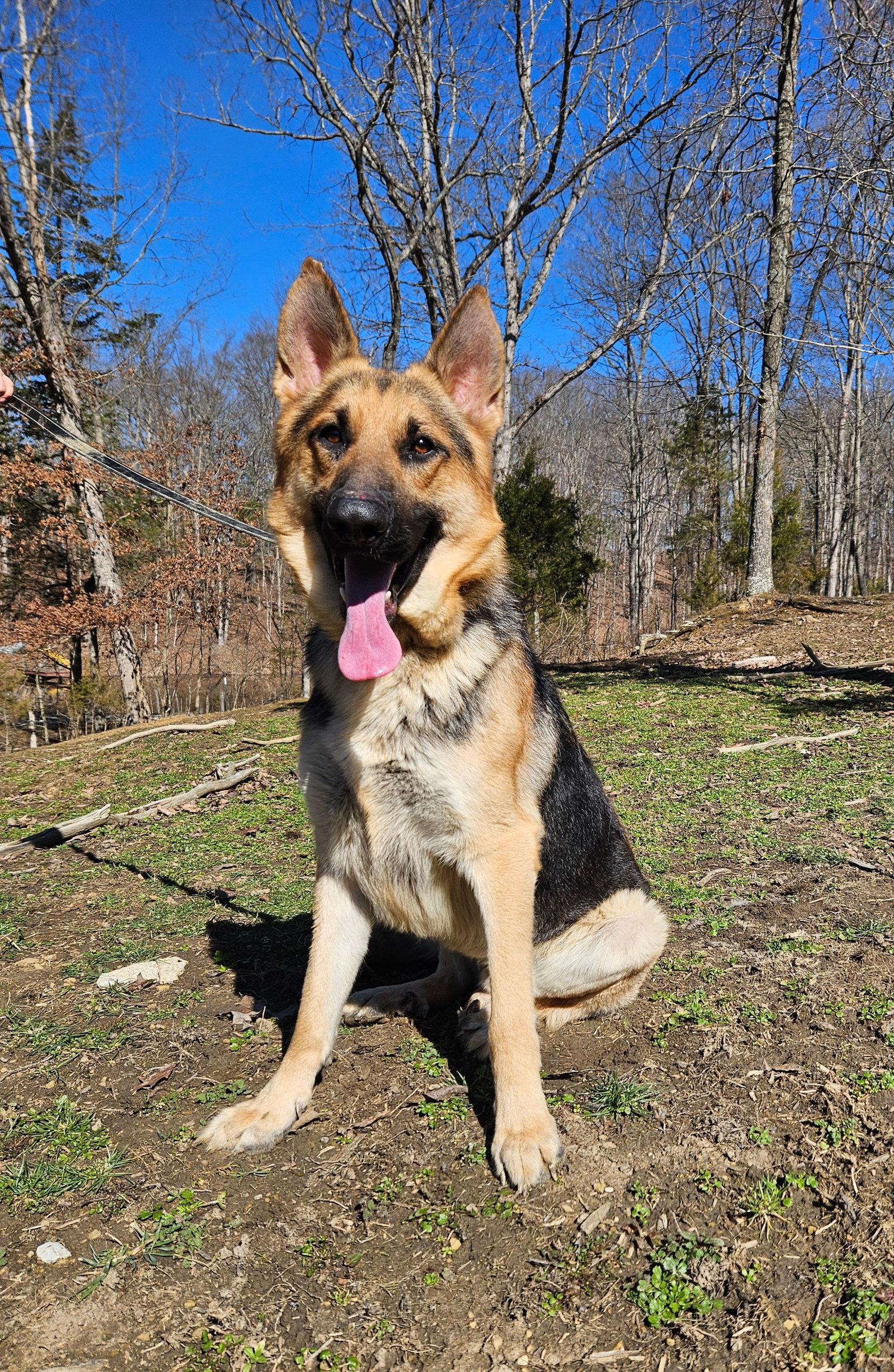Enlarge Sammy, a Adoptable German Shepherd Dog in Louisville, KY image 3/3