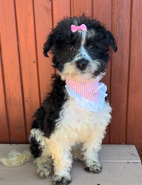 Enlarge Snowy, a ADOPTABLE mixed breed in Somerville, MA image 4/6