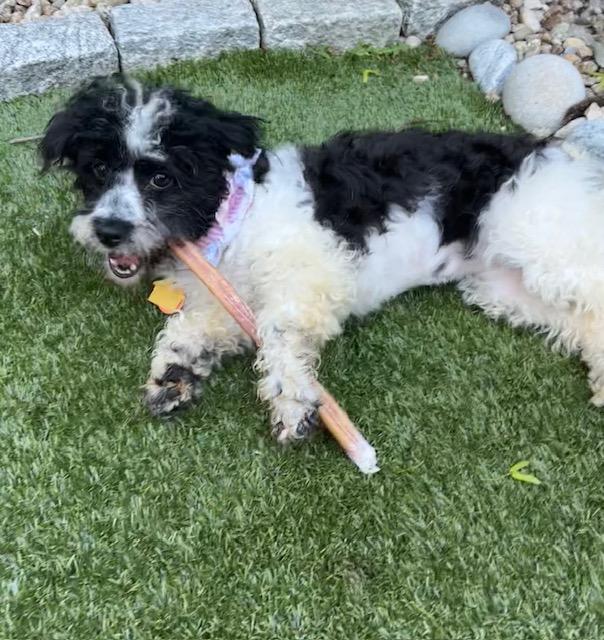 Snowy, ADOPTABLE, Young Female Aussiedoodle & Poodle.