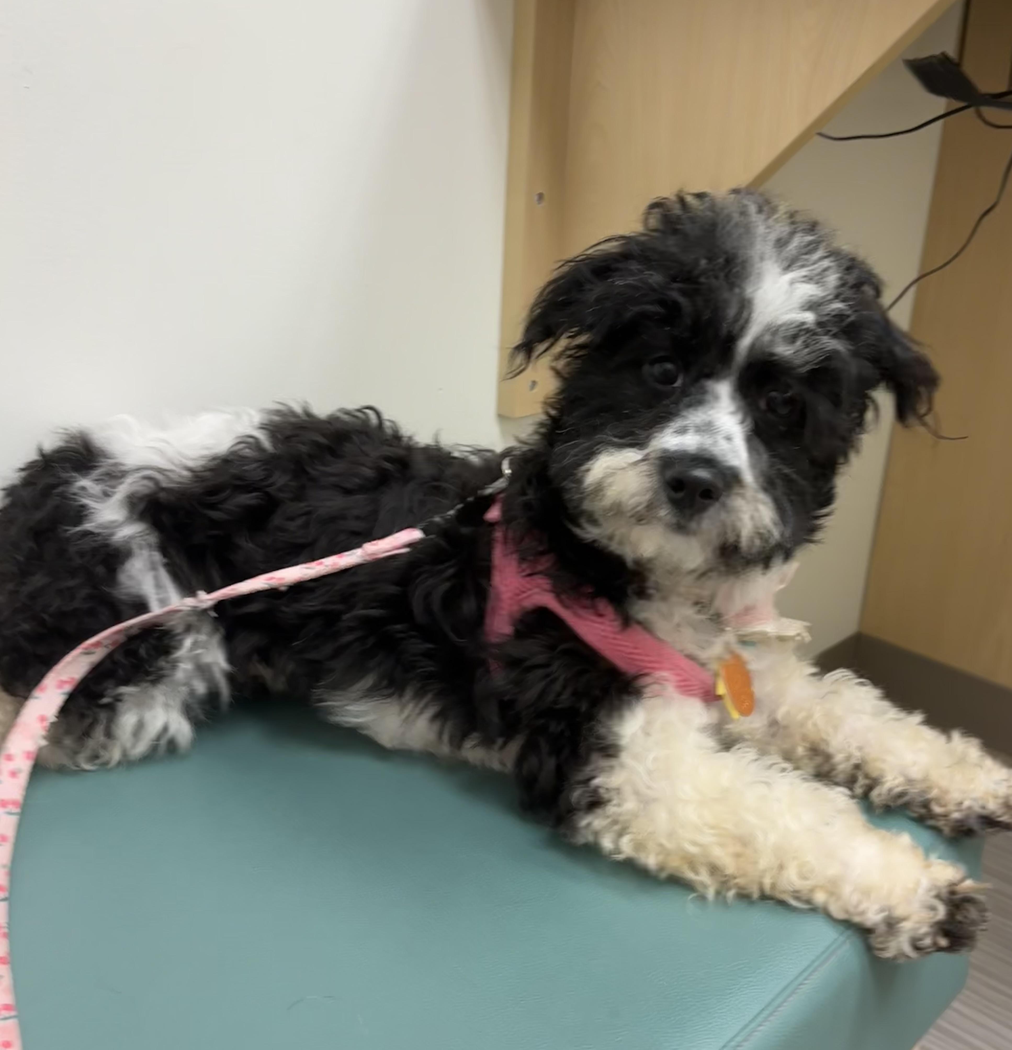 Snowy, a ADOPTABLE mixed breed in Somerville, MA image 5/6