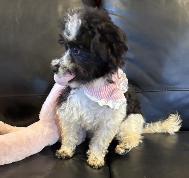 Enlarge Snowy, a ADOPTABLE mixed breed in Somerville, MA image 2/6