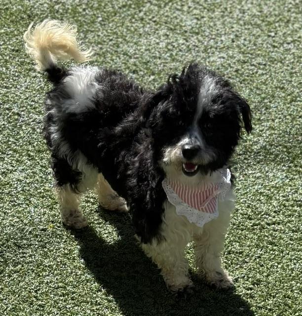 Enlarge Snowy, a ADOPTABLE mixed breed in Somerville, MA image 5/6