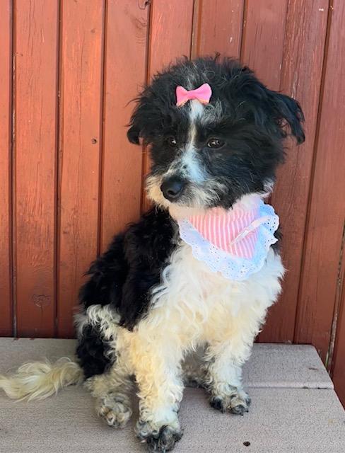 Enlarge Snowy, a ADOPTABLE mixed breed in Somerville, MA image 3/6