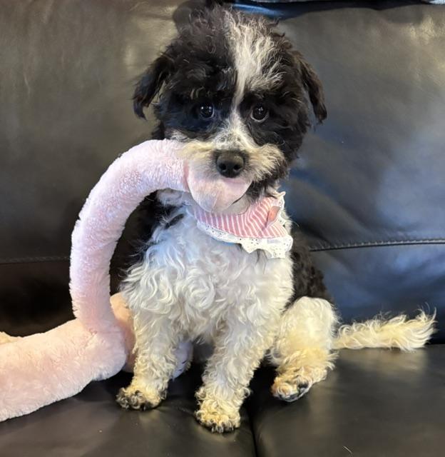 Snowy, ADOPTABLE, Young Female Aussiedoodle & Poodle.