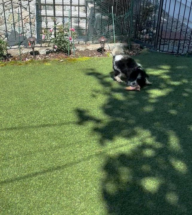 Enlarge Snowy, a ADOPTABLE mixed breed in Somerville, MA video 6/6