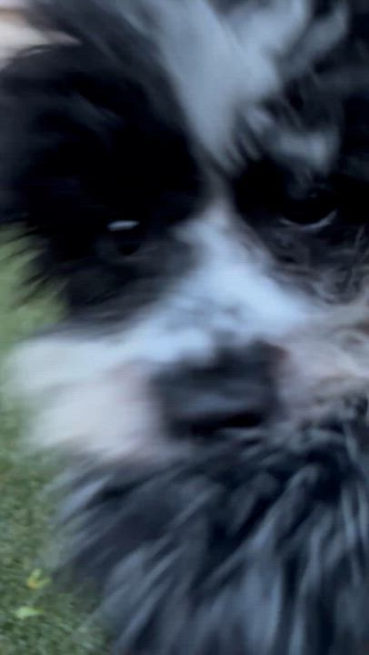 Enlarge Snowy-Adoption Pending, a ADOPTABLE mixed breed in Somerville, MA video 6/6