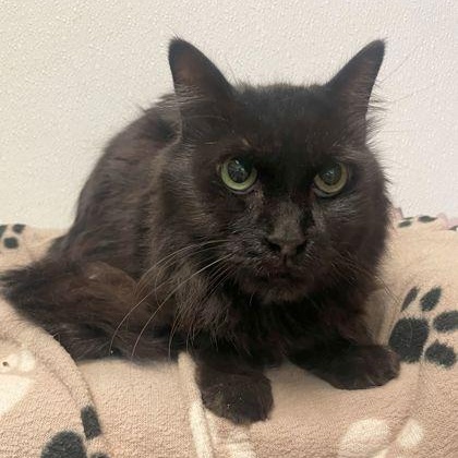 Enlarge Boba, a Adoptable Domestic Medium Hair in Rochester, MN image 2/2