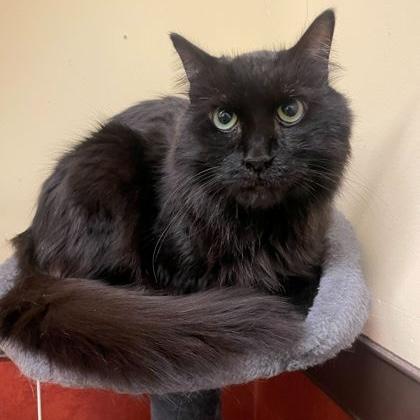 Boba, Adoptable, Adult Male Domestic Medium Hair.