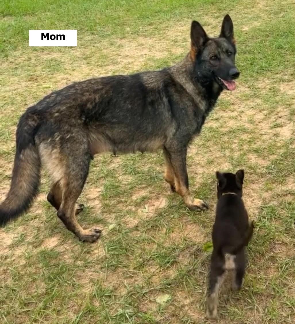Enlarge Helix, a ADOPTABLE German Shepherd Dog in Dallas, TX image 4/5