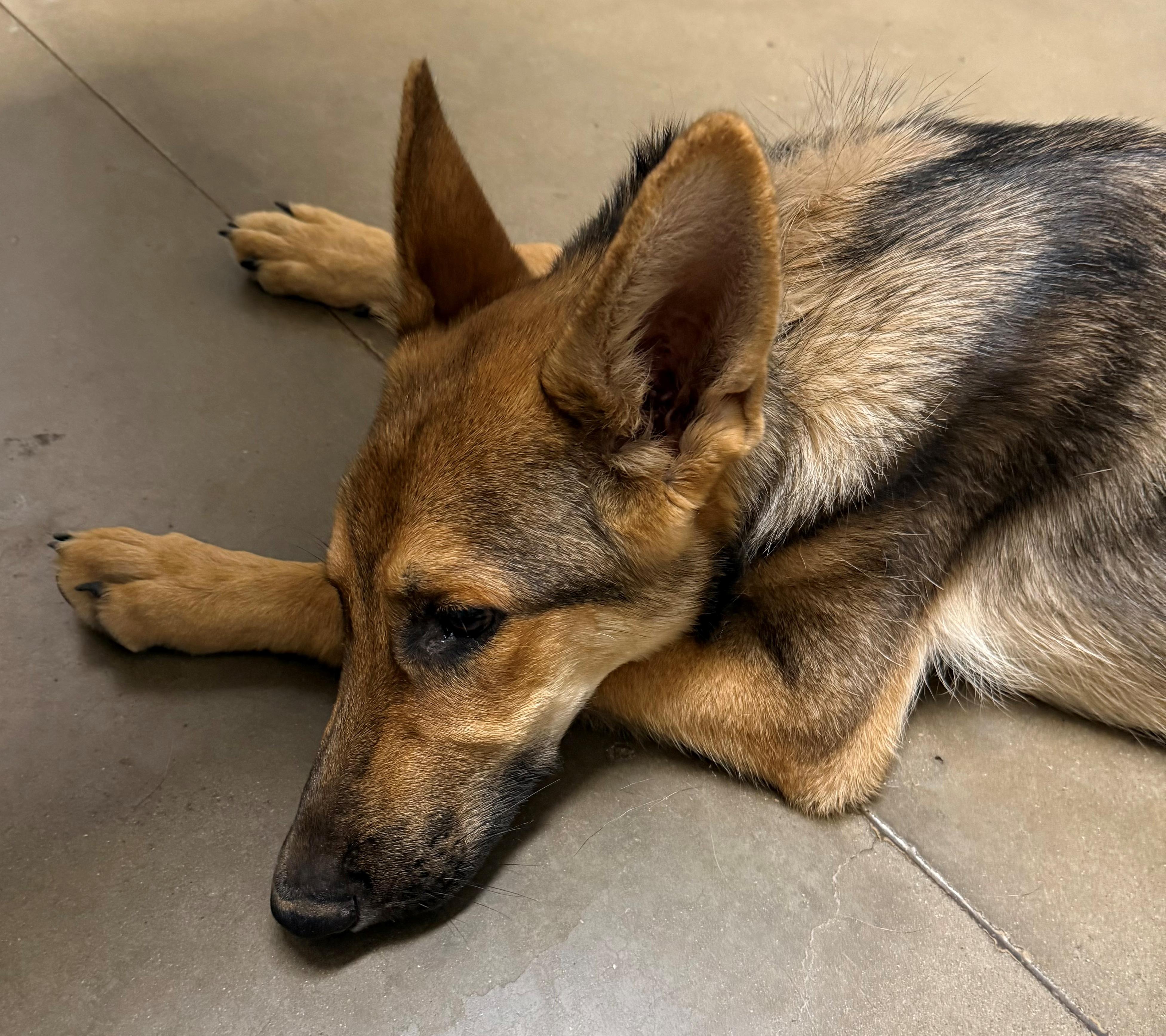 Enlarge Helix, a ADOPTABLE German Shepherd Dog in Dallas, TX image 3/5
