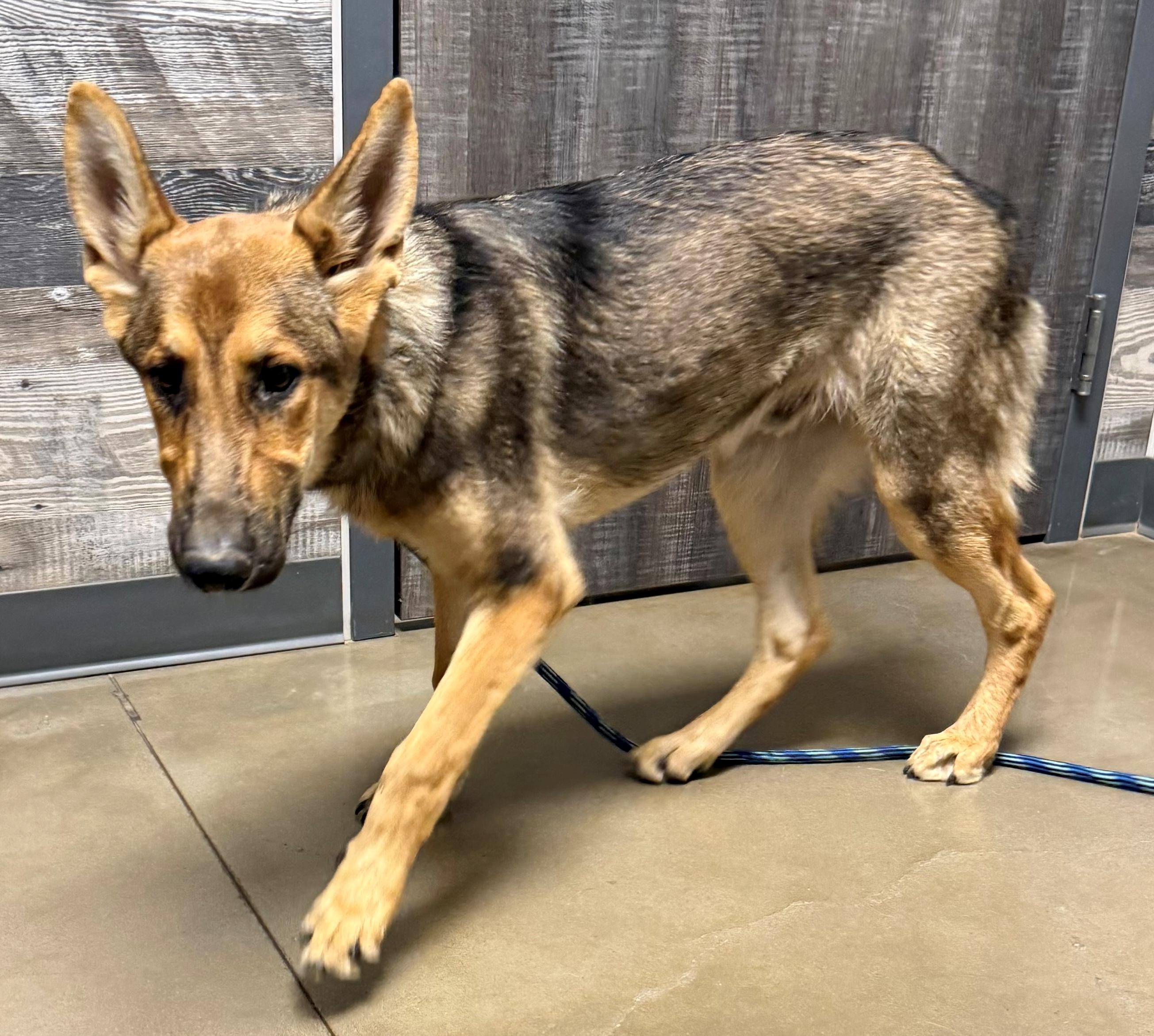 Enlarge Helix, a ADOPTABLE German Shepherd Dog in Dallas, TX image 2/5