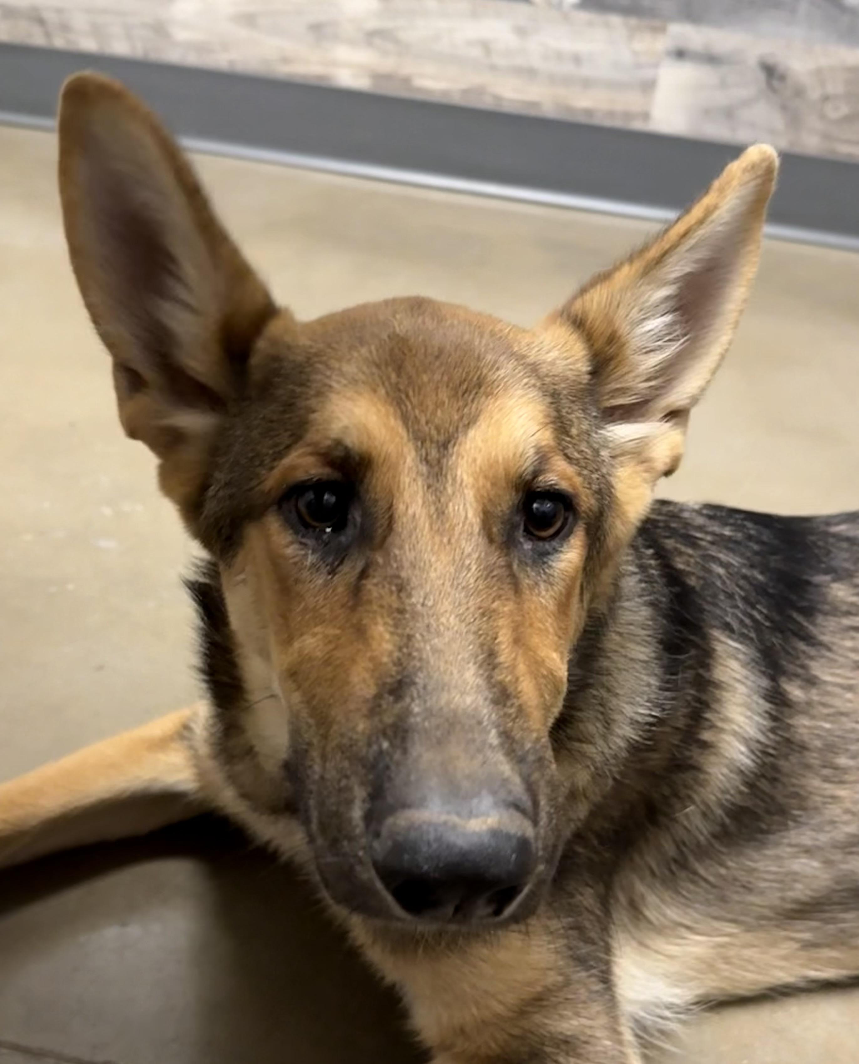 Enlarge Helix, a ADOPTABLE German Shepherd Dog in Dallas, TX image 1/5